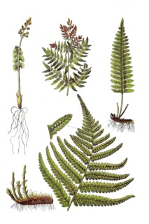 Moon rue