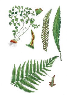 Maidenhair fern also Venus hair