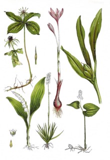 Four-leaved dewberry or Herb Paris