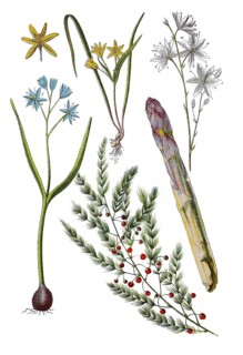 Two-leaved blue star also star hyacinth or two-leaved sea onion