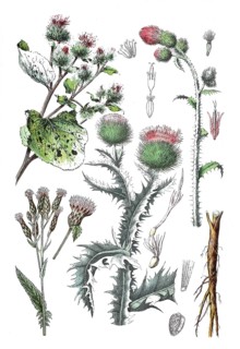 Burdock
