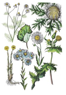 Chamomile