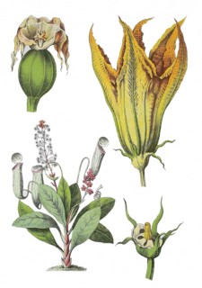 Pitcher plant