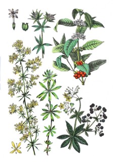 Real bedstraw