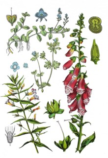 God's grace herb