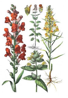 Greater yellow-rattle