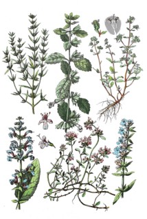 Summer savory