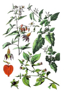 Bittersweet nightshade