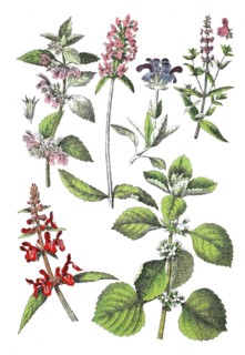 Black nettle