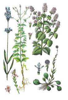 True lavender or common lavender