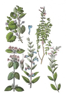 Gunderbush