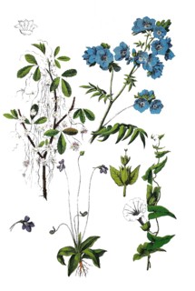 Quendel silk