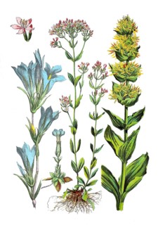 Lung gentian