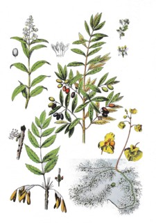 Common privet