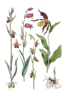 Late spider-orchid