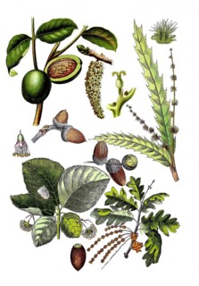 Walnut