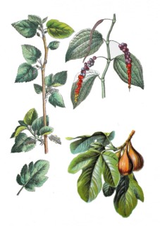 White mulberry