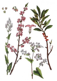 Meadow Sorrel