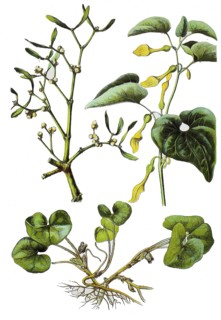 White-berried mistletoe