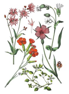 Cuckoo's campion