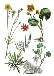 Ranunculus acris
