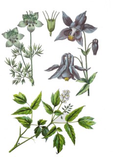Black cumin