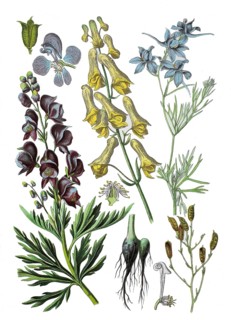 Wolf's wolfsbane also yellow wolfsbane