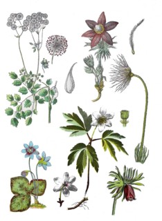Akeleiblaettrige Wiesenraute also Amstelraute