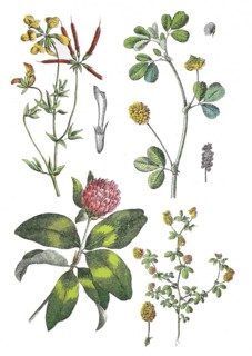 Common horn clover