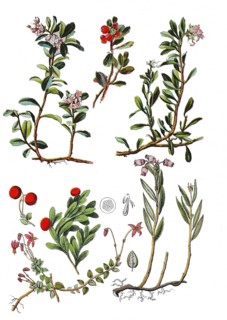 Cranberry