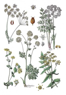 Caraway