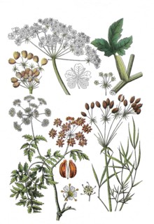 Meadow hogweed also common hogweed
