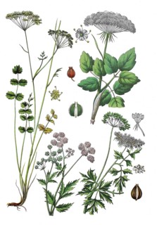 Lesser burnet