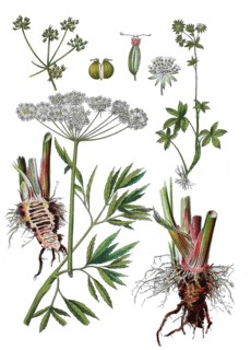 Water hemlock