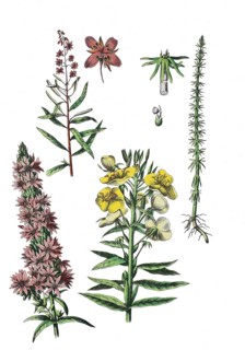 Narrow-leaved willowherb