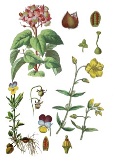 Annatto bush