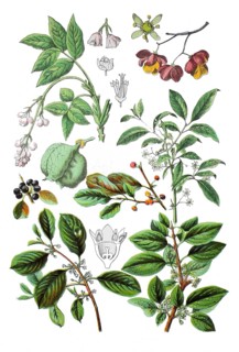 Pinnate pimpernut