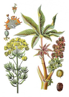 Cypress spurge