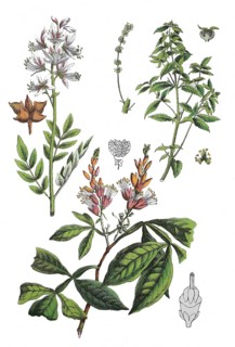 Diptam