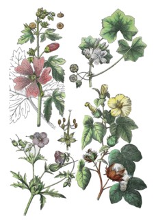 Rose mallow