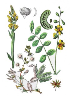 Common Winged Broom Ramsele