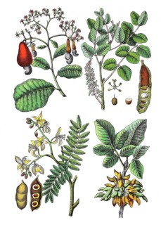Cashew tree