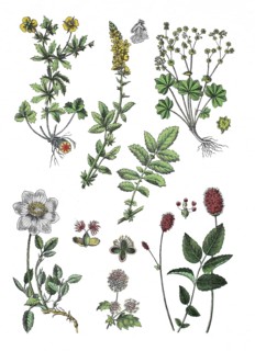 Bloodroot