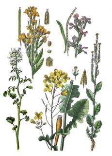 Golden violet