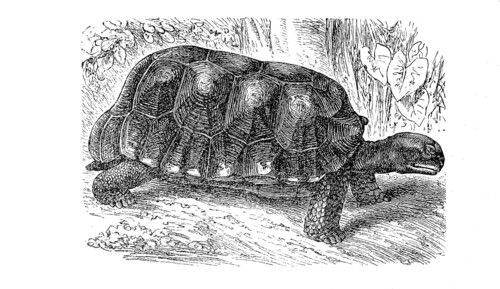 Yellow-footed tortoise