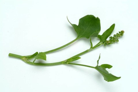 Baikal hellebore