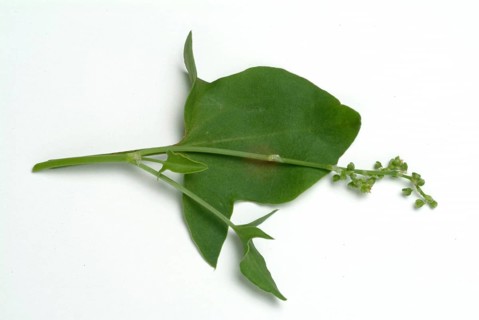 Baikal hellebore