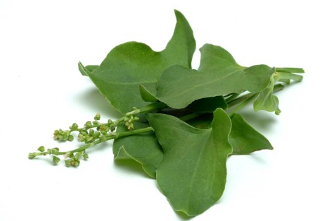 Baikal hellebore