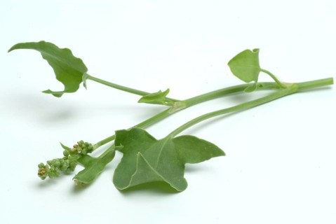 Baikal hellebore
