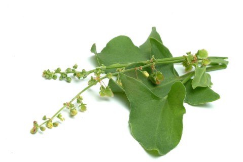 Baikal hellebore